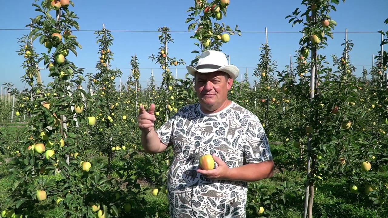 Golden Parsi Da Rosa: drzewka typu knip-boom vs. 7-mięsieczne