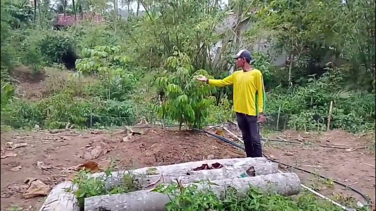 memeriksa pohon satu persatu