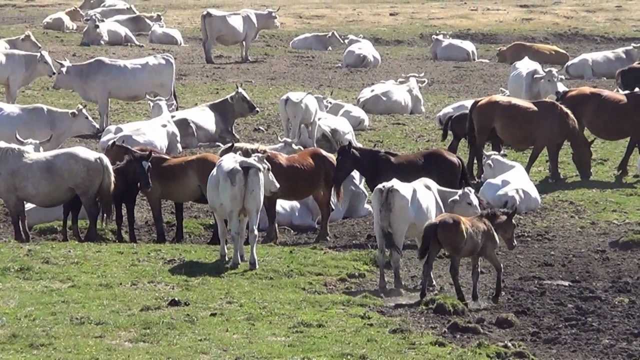 Da Forca Canapine ai Pantani di Accumoli. Animali allo Stato Brado nei Sibillini - Sibilliniweb.it