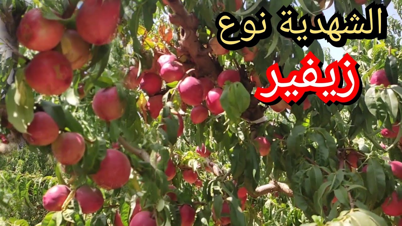 الشهدية نوع(زيفير) ضواحي مدينة مكناس أفضل أنواع الشهدية