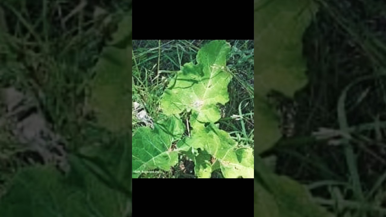 NY's Sticky Secret: Bull Thistle vs. Burdock! One spiky, one sticky. Both common! Learn more below!