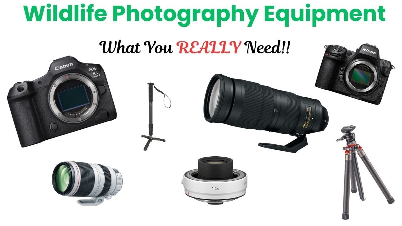 Wildlife Photography Equipment - What Do You REALLY Need As A Beginner?