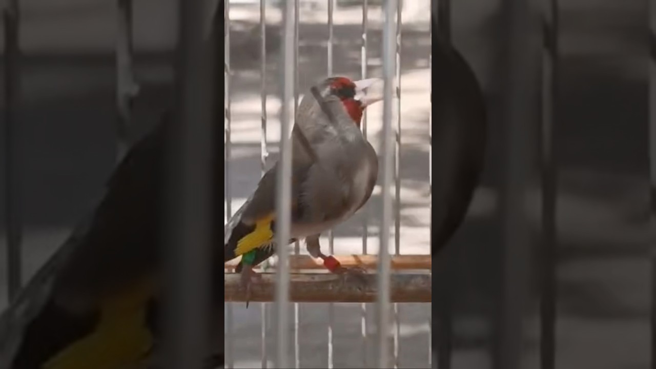 Седеголовий щегол #birds #рекомендации #щегол #finches #саба #canary #goldfinch #чирчир #sehre