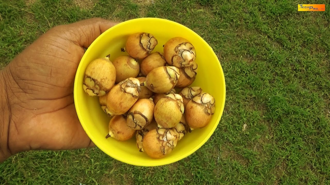 The National Fruit Of Trinidad & Tobago (Cocorite)