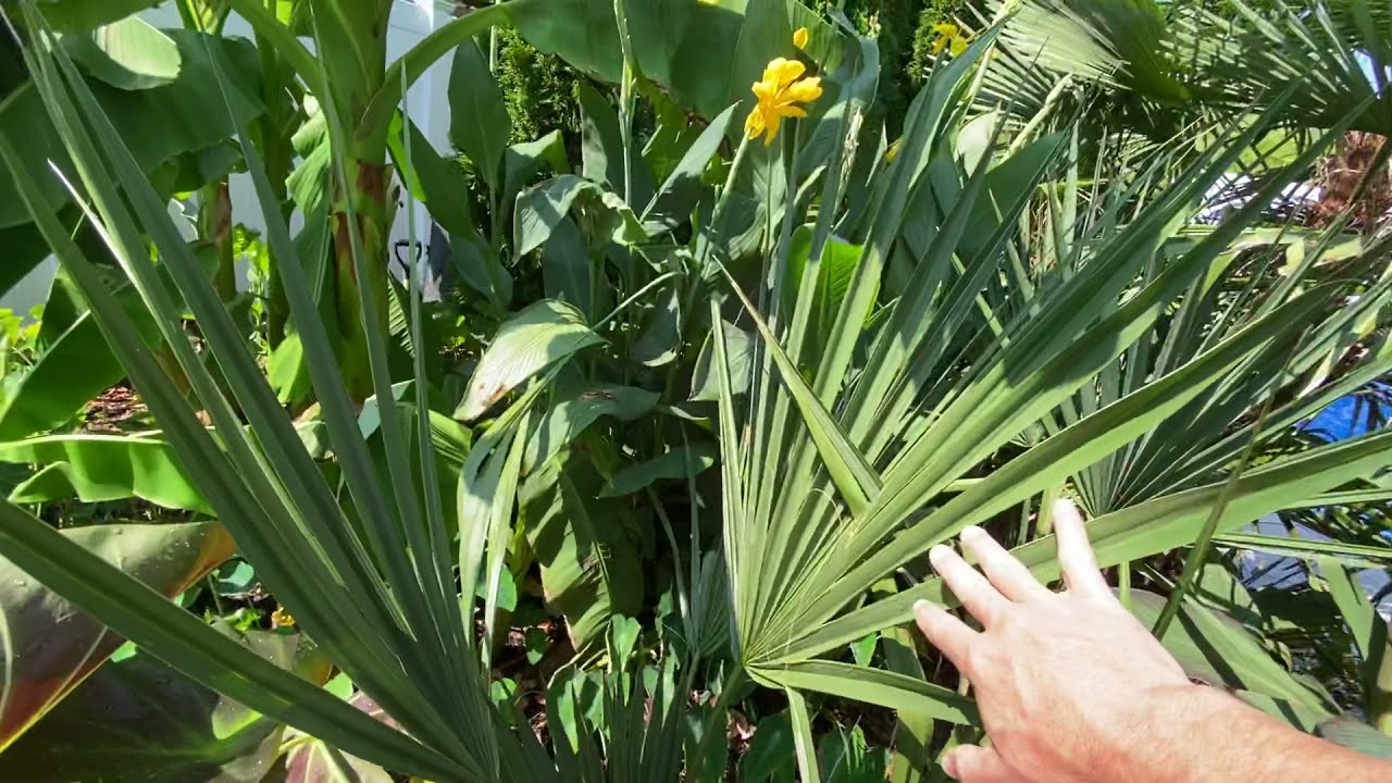 Sabal tour.  Sabal minor, birmingham, louisiana, brazoria, palmetto