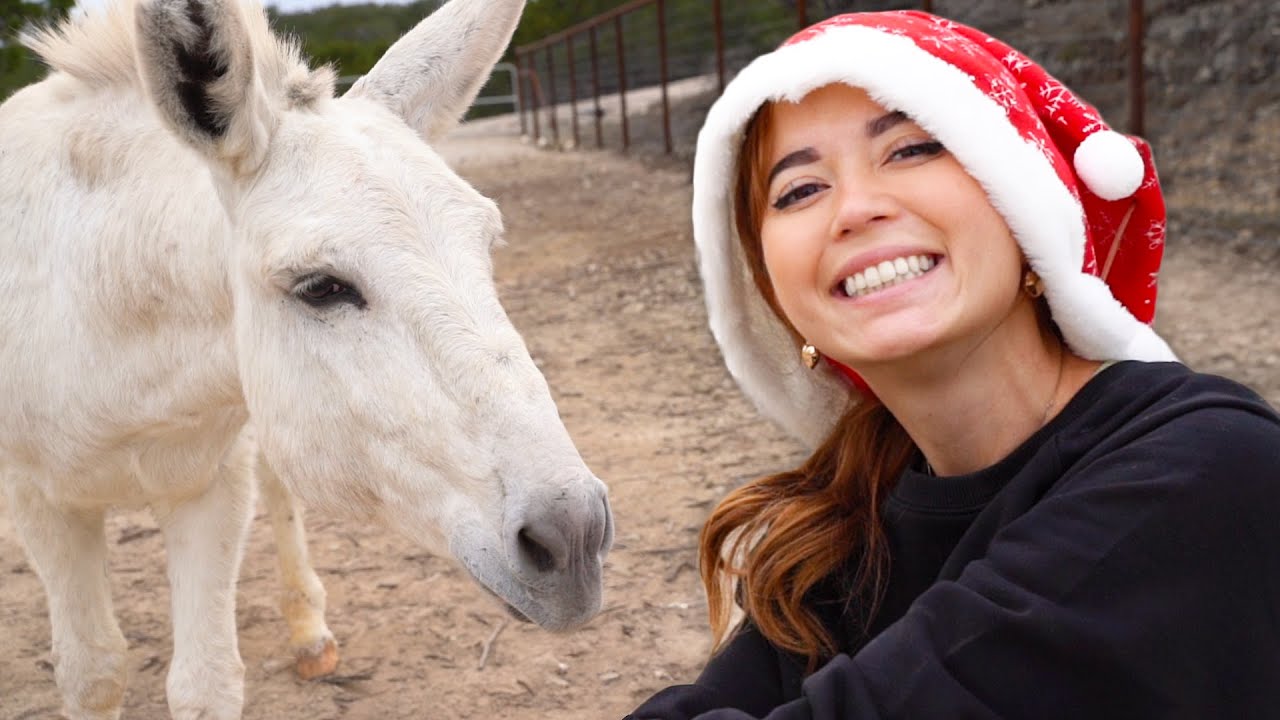 baking cookies for donkeys