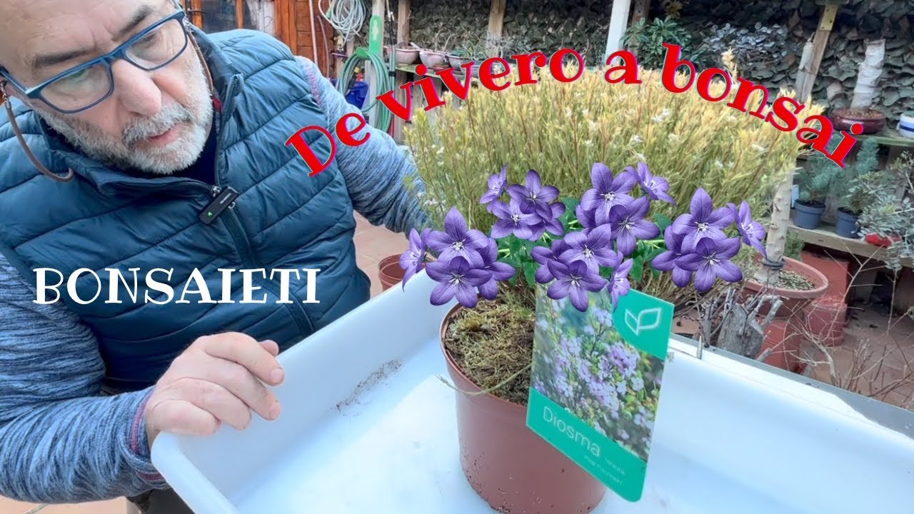 ❎ De vivero A Bonsai DIOSMA