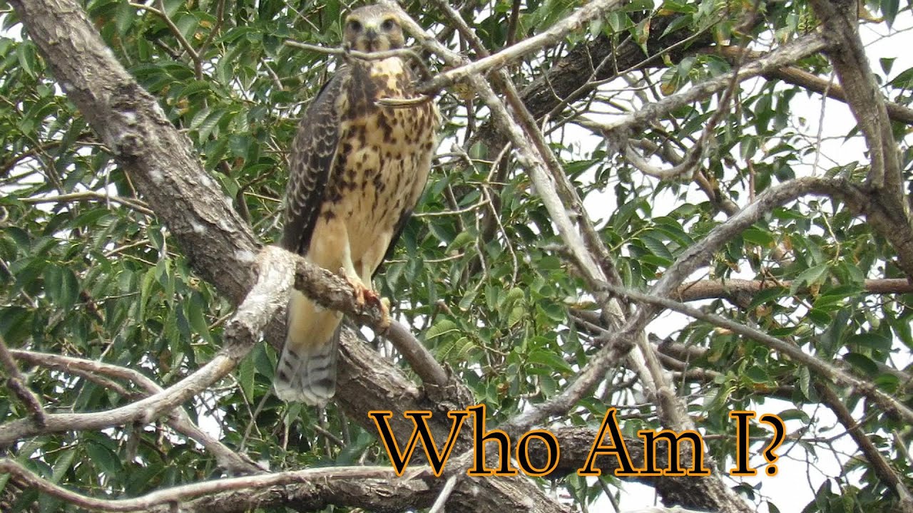 Learn to Identify Colorado Raptors