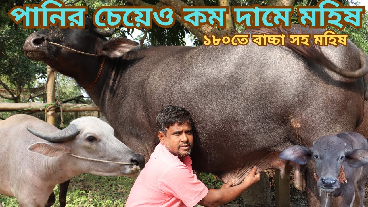আজকে পানির চেয়েও কম দামে বাচ্চা সহ দুধের মহিষ ও প্রেগন্যান্ট বিগ সাইজের মহিষ কিনুন
