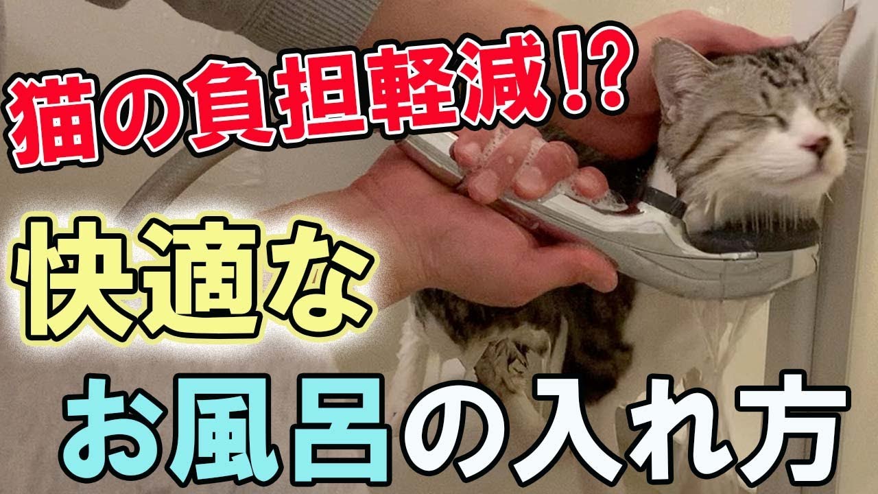 【猫のお風呂】快適なお風呂の入れ方‼スムーズに進めるためのやり方やコツを解説！