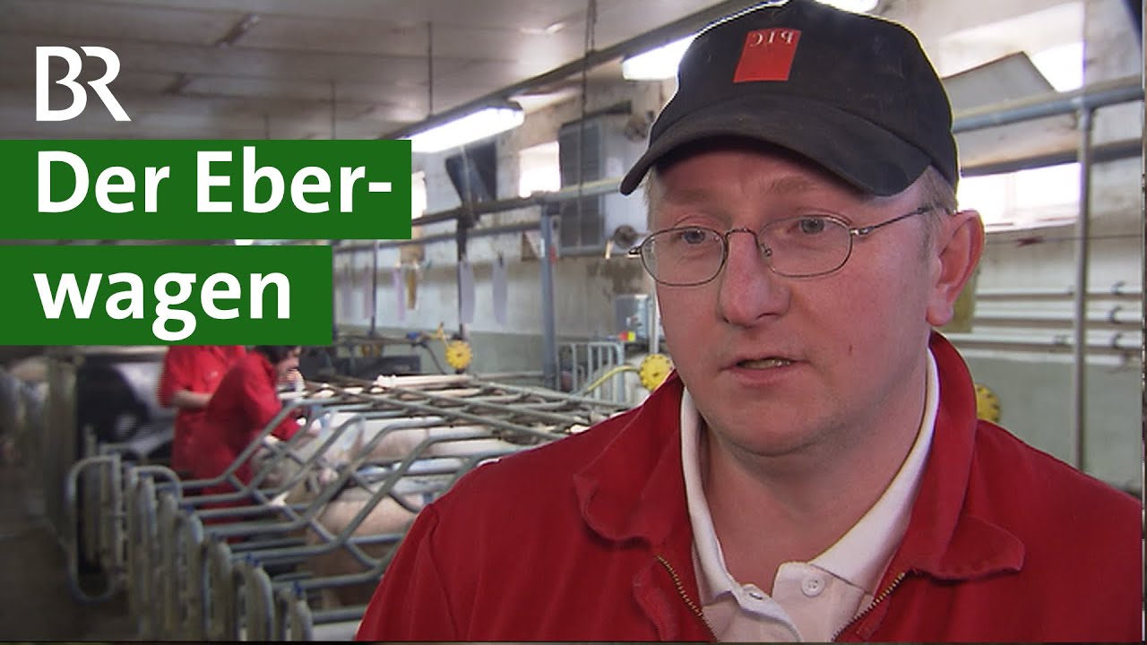 K&uuml;nstliche Besamung im Schweinestall: g&uuml;nstiger und effektiver | Schweine Doku | Unser Land | BR