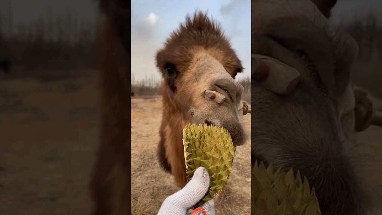 How Can Camels Eat Cacti #dndx1