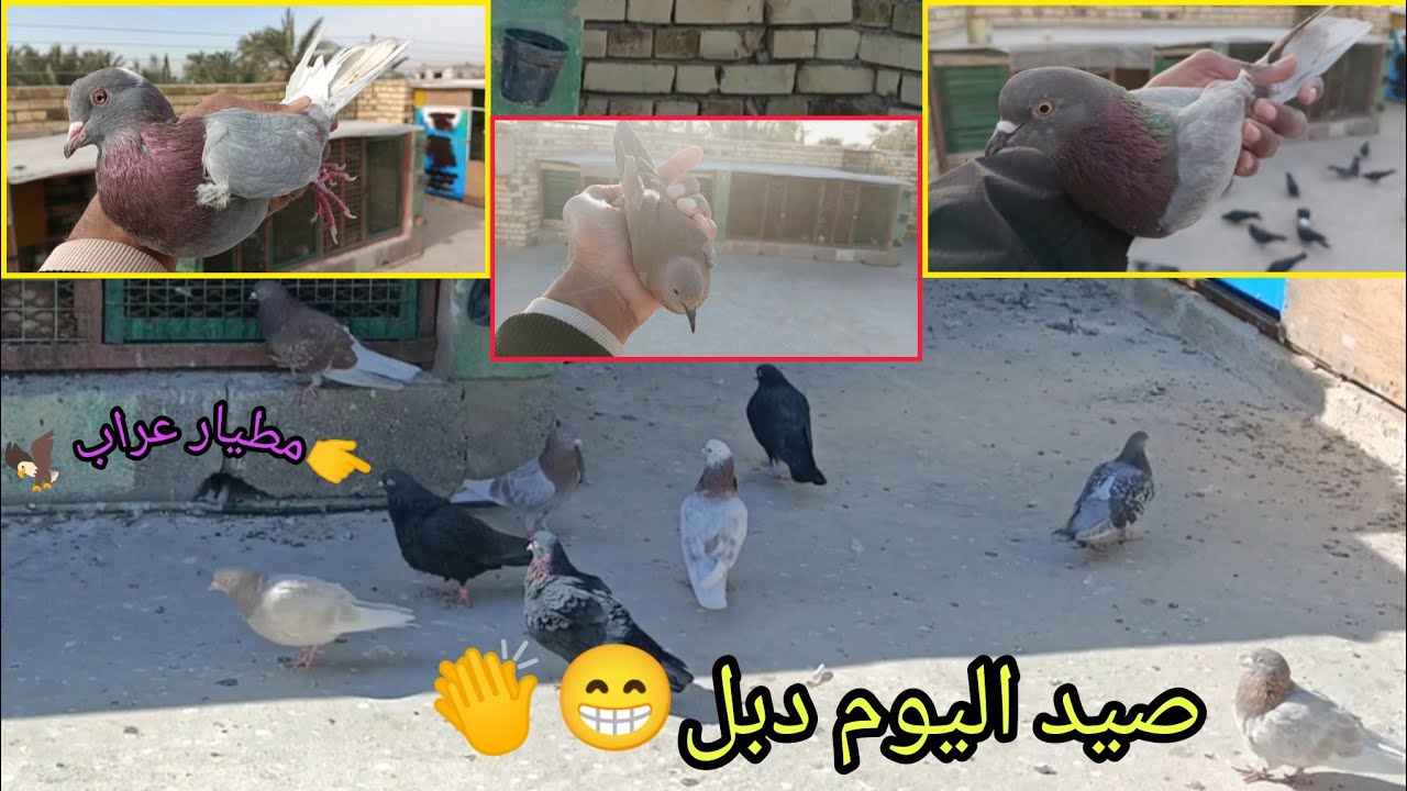 فقرت صيد اليوم دبل✌😁مطيار لوت وحداث المحميه ٢٤ يناير ٢٠٢٦