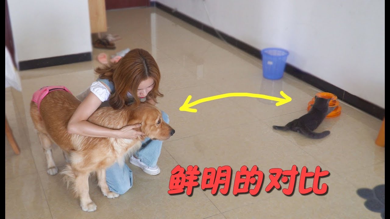 【国庆出去浪】女主人有事出门，猫和狗的反应完全不同！