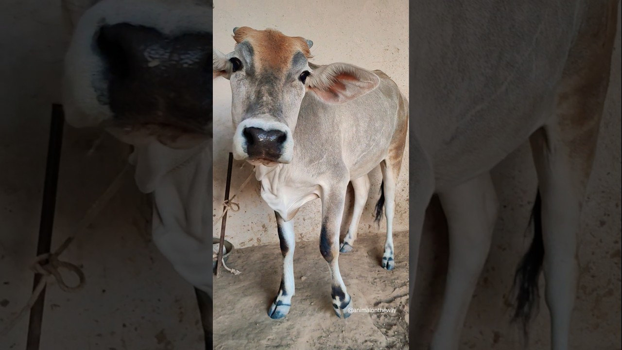 Cow Sound 😁😁/#shorts #cow #animalsounds #cowsound #cowvideos #animalontheway #cowshorts #funny