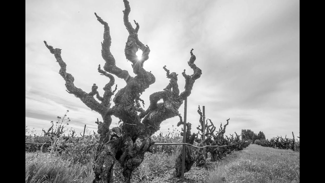 Geyserville: History in the Ground