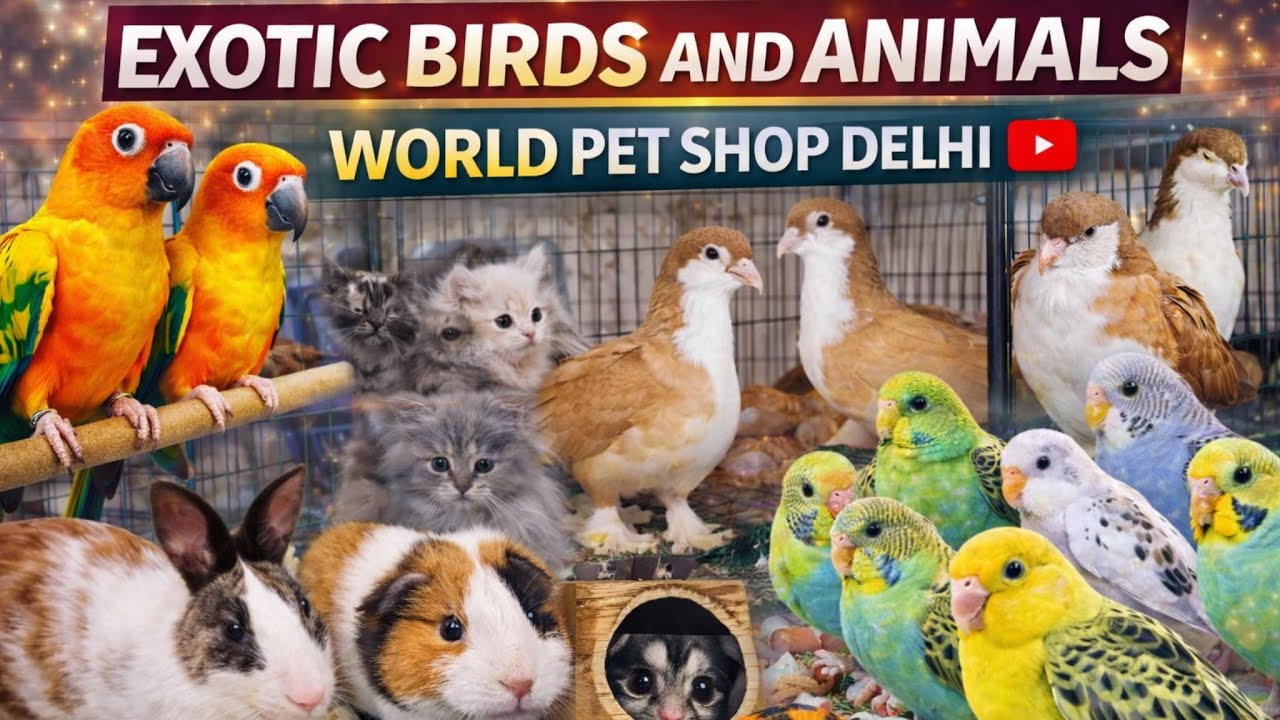 Delhi ki Famous World Pet Shop 😍 | Exotic Birds, Persian Cats & Rare Pets Full Tour