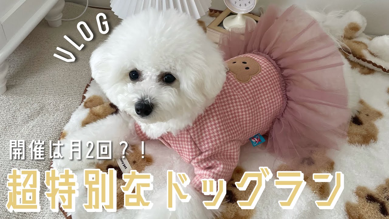 【vlog】月2回開催の特別なドッグランに参加 🐕 おすすめ犬服紹介 ｜ ビションフリーゼ