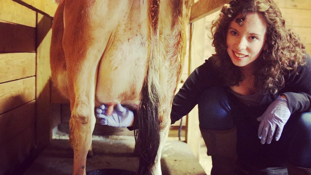 MINI JERSEY MILKED FOR THE FIRST TIME EVER (and she doesn't wanna be)