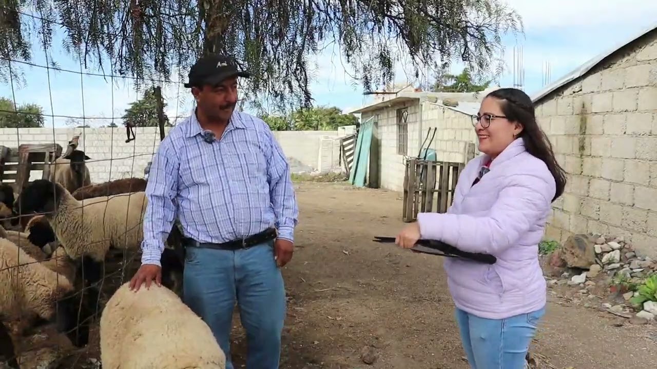 Producción de ovinos en Atzizintla, Puebla.