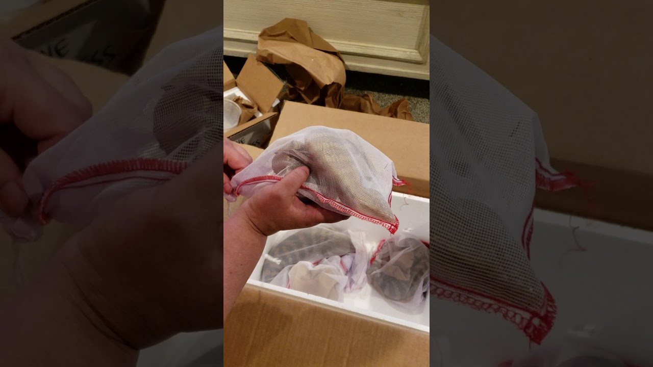 Unboxing from Clairvoyant Critters a Blue tongued skinks from Tiki's Geckos