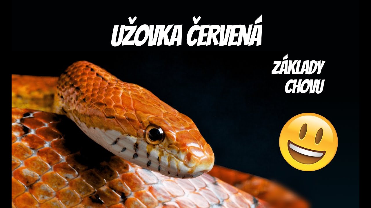 Základy péče o užovku červenou: Teplota, terárium a krmení