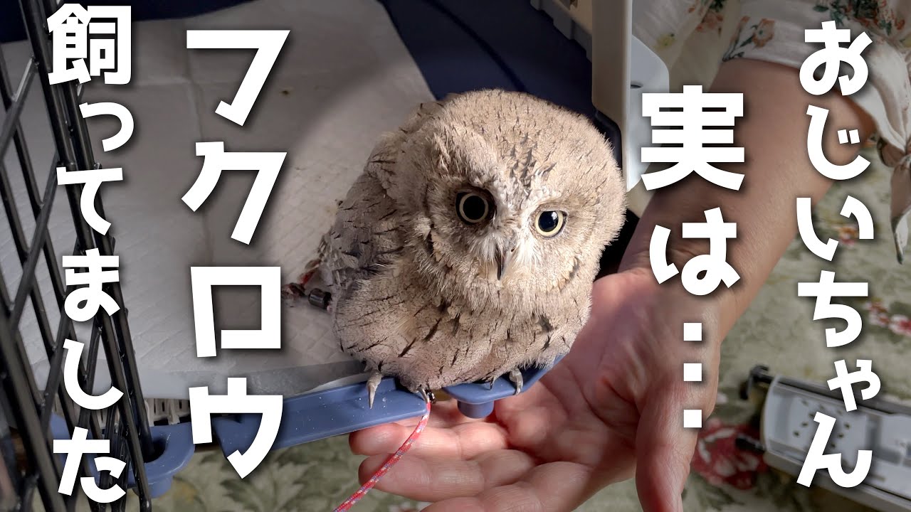 鳥好きおじいちゃんに隠してたフクロウを見せてみた