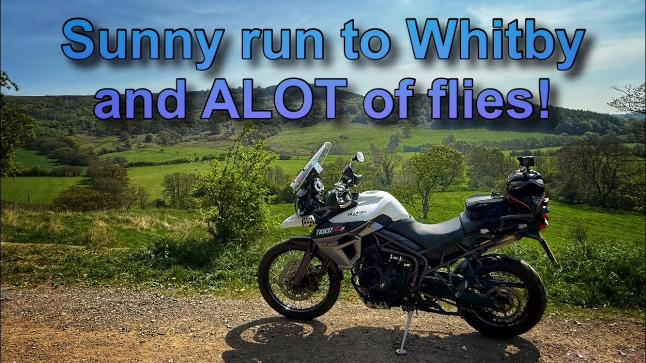 Whitby, a tiger and about a million flies!