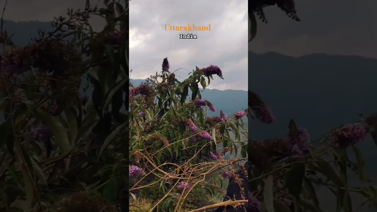 🌸❤️ #shorts #uttarakhand #munsyari #india