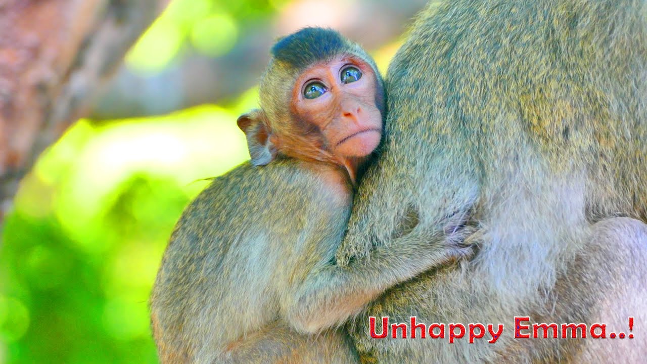 Hiding Behind Mum...Little Monkey Girl Emma Seems Very Sad By Looking At Her Eyes