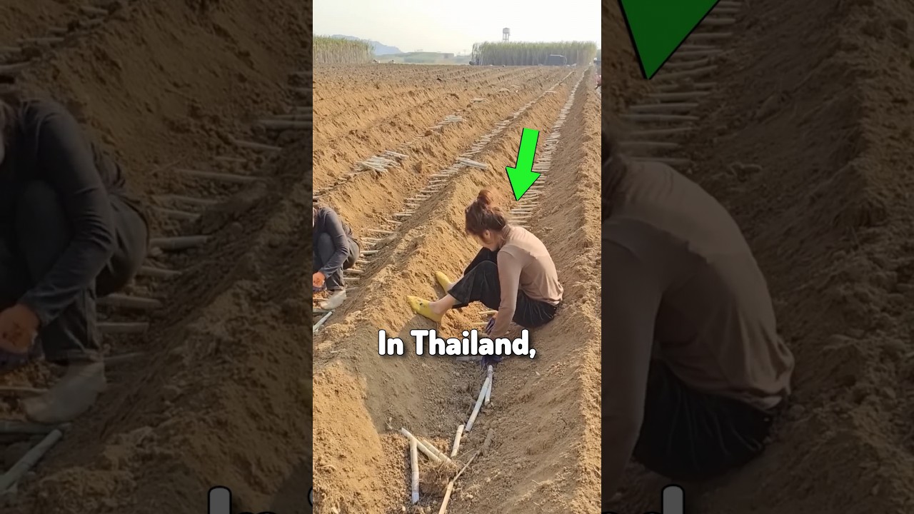 Unique Way Of Planting Sugarcane In China