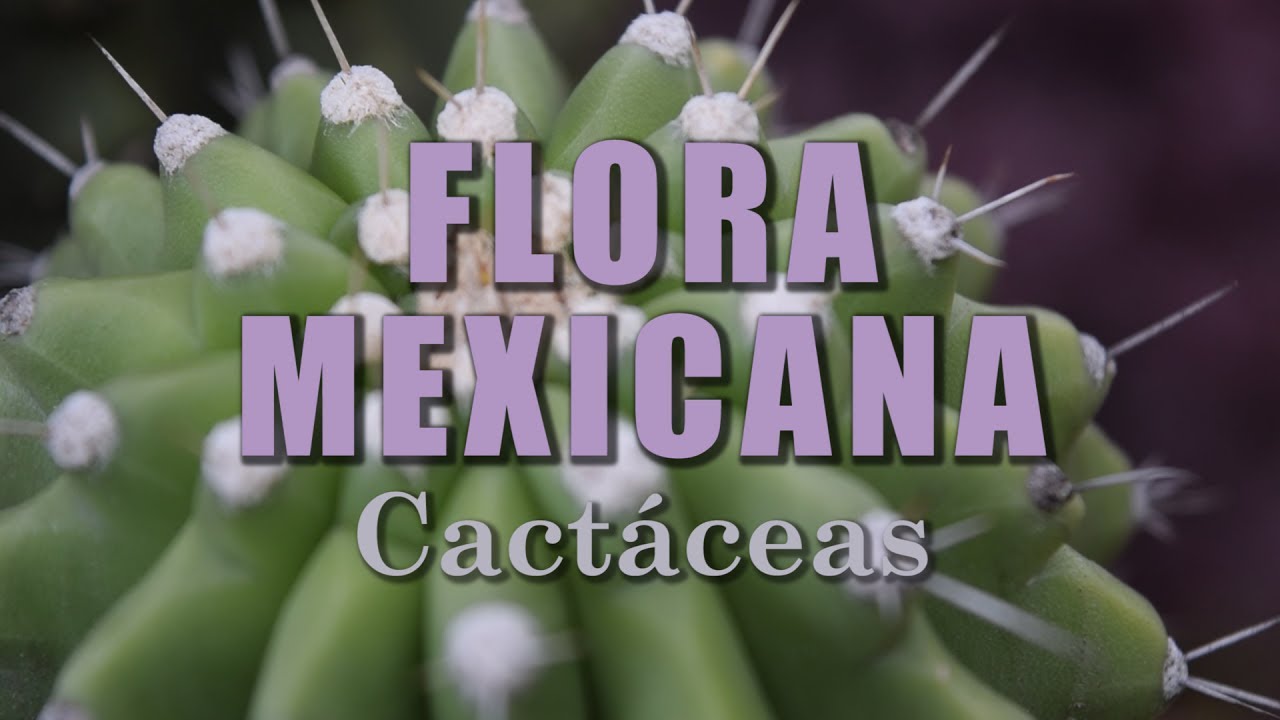 Cact&aacute;ceas | La Flora de M&eacute;xico
