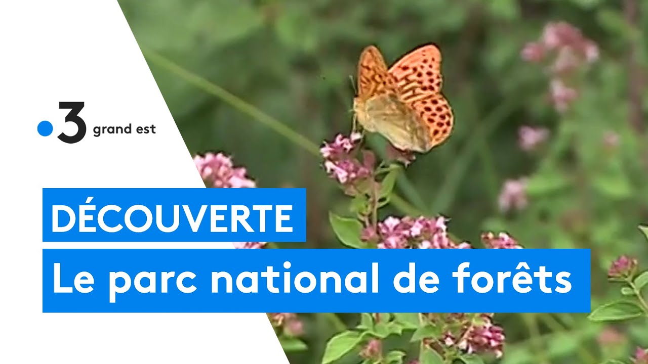 Découverte : le parc national naturel de forêts, la Haute-Marne