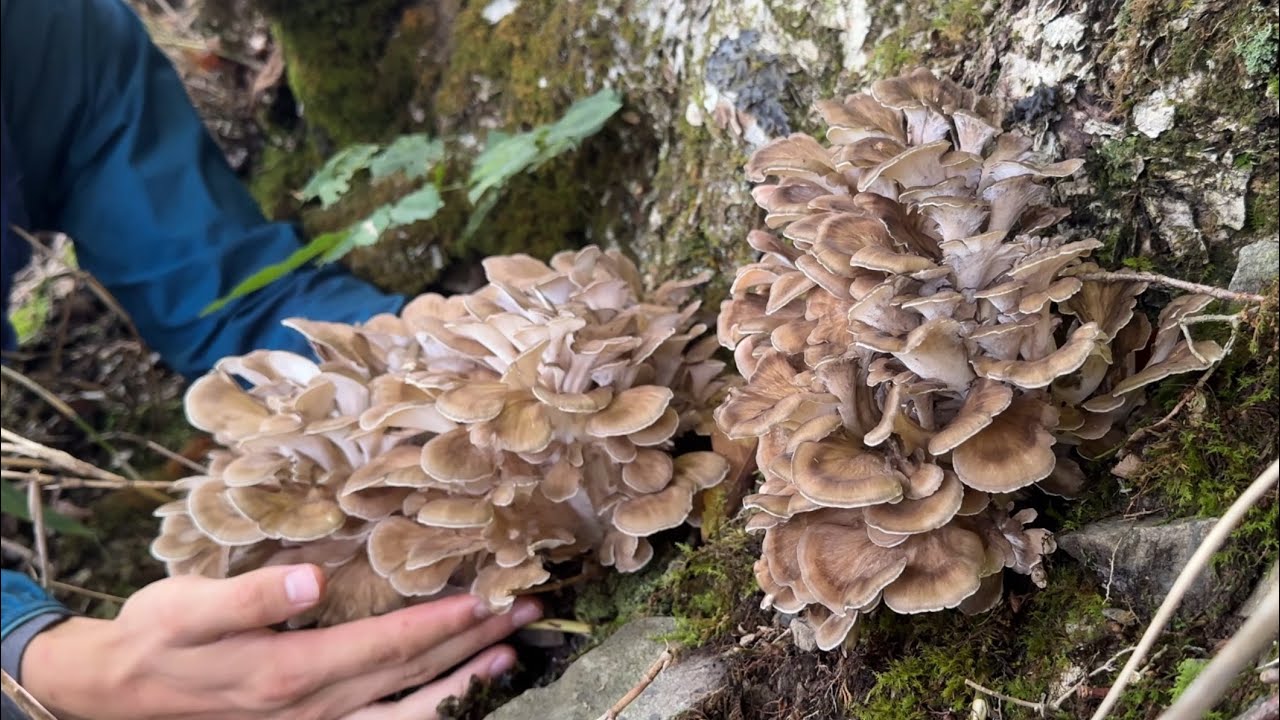 きのこ狩りしたらレア菌続々…17種類を鍋や天ぷらで堪能　コウタケ マイタケ ホウキタケ ヤマブシタケなど