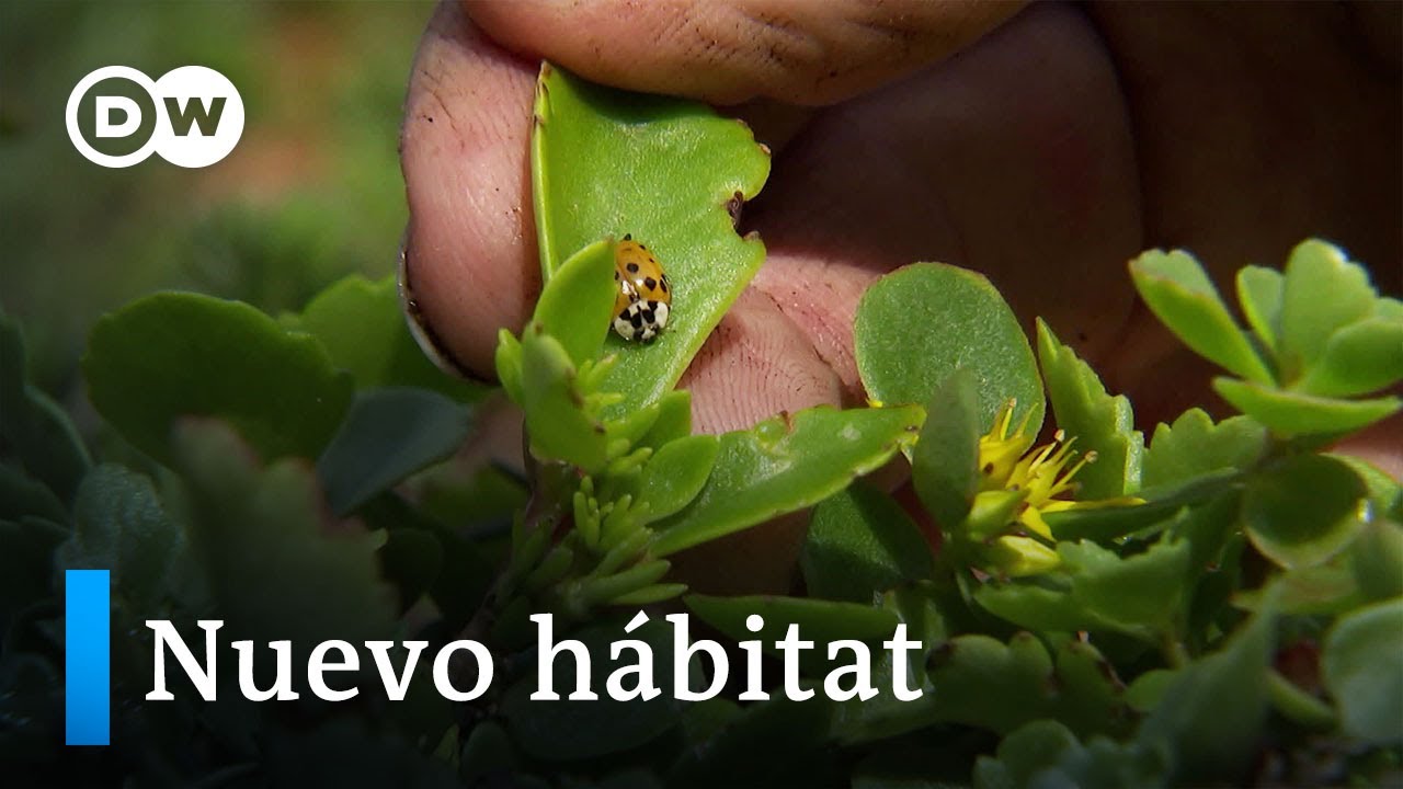 Paradas de autobús ecológicas en los Países Bajos