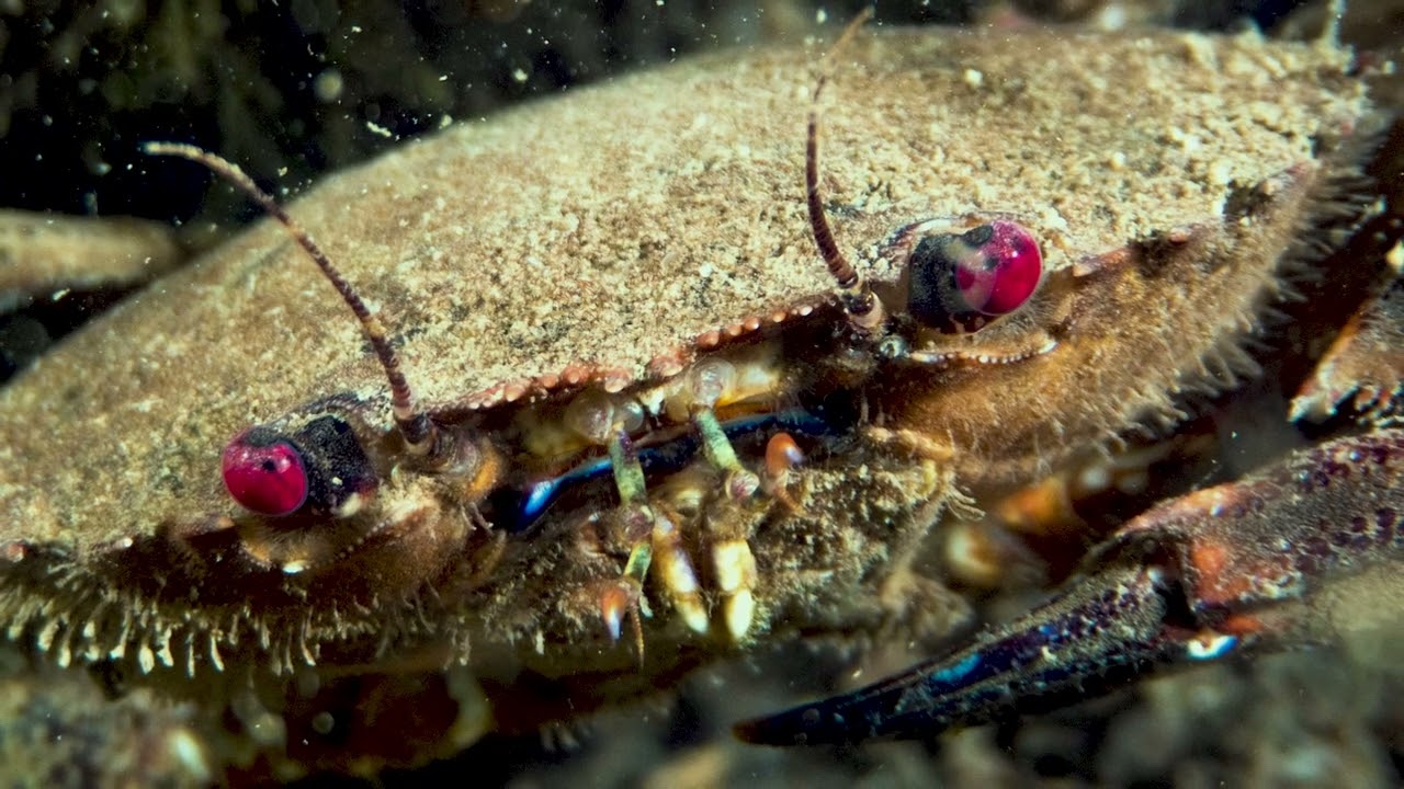 Solway Unseen- Solway Coast and Marine Project