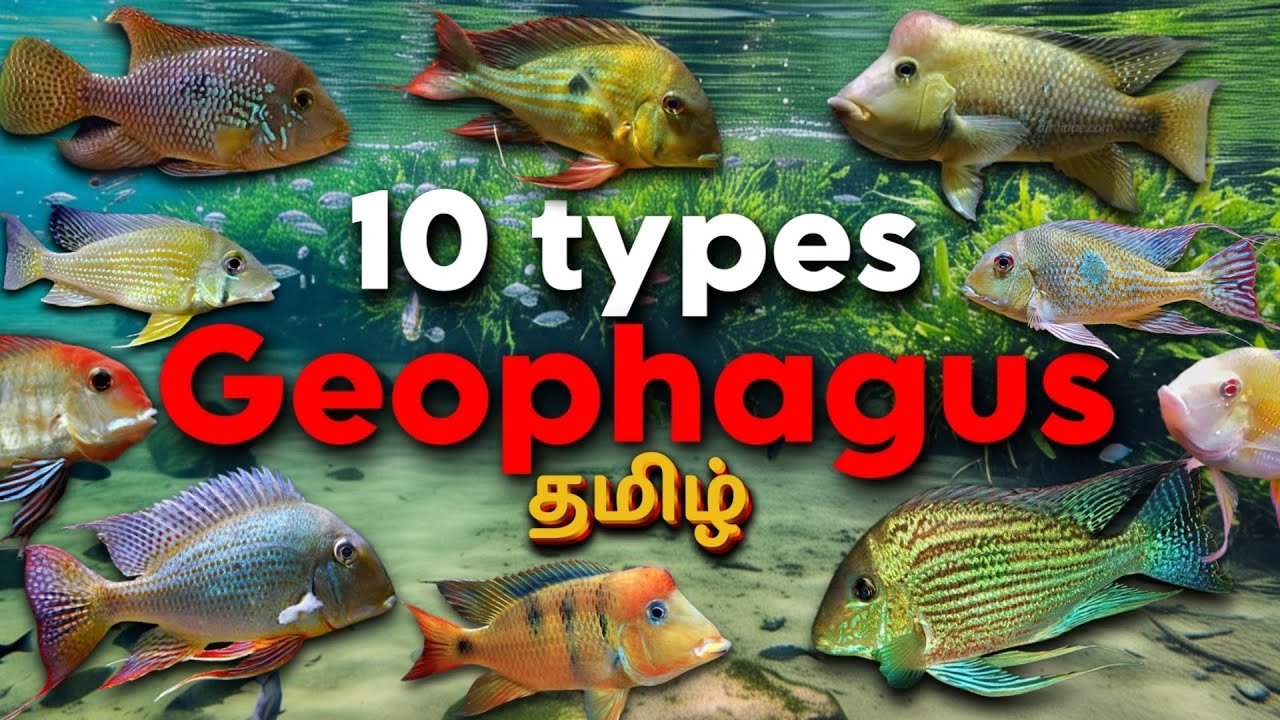 The 10 Beautiful type of Geophagus fish | Tamil