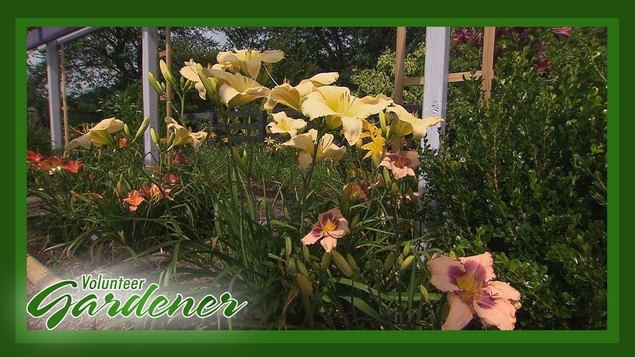 An Eye for Design | Volunteer Gardener