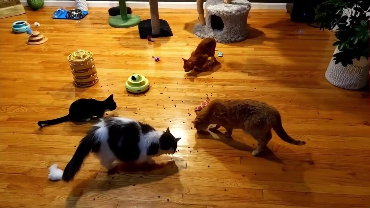 2025-01-28 Micro: Meowtfits Take Over