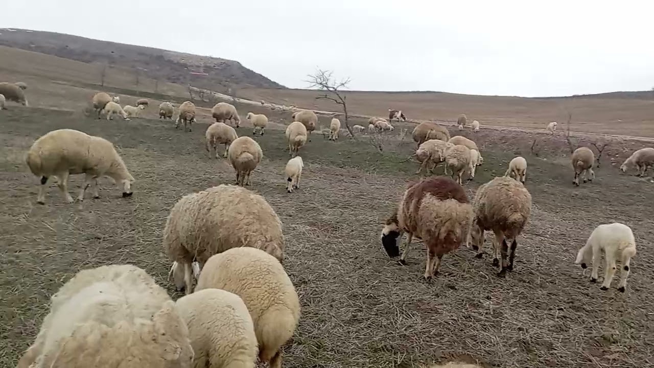 Koyuna kuzuyu karma dokuzlu aşı yarın 