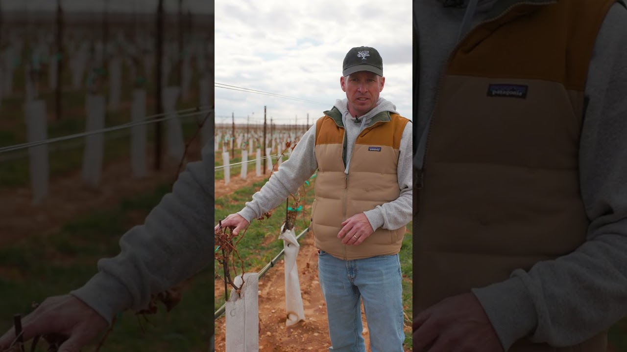 How Long Does It Take To Grow Grapes? #shorts