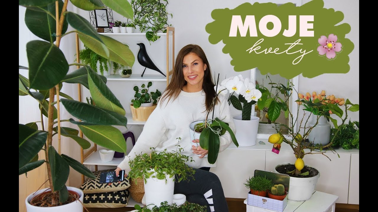 Moja džungľa 🌼, mäsožravá rastlina aj citrónovník 🍋