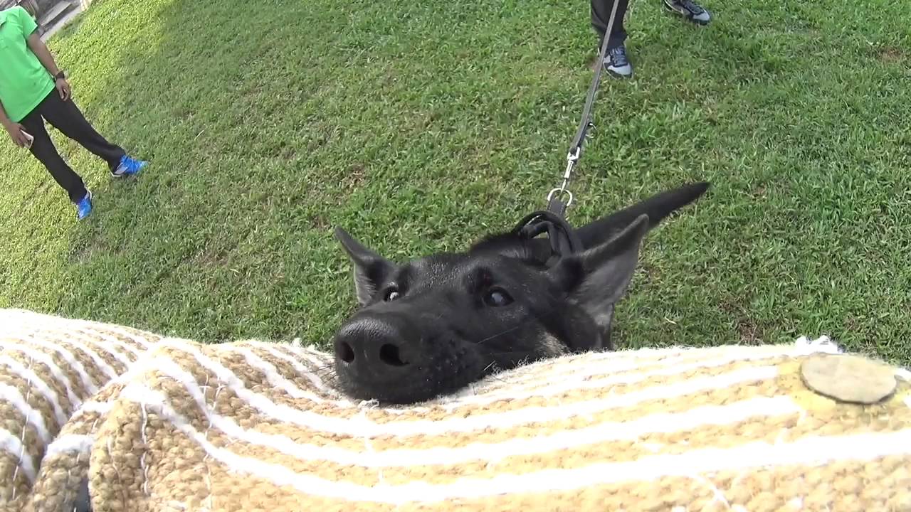 Bite work training