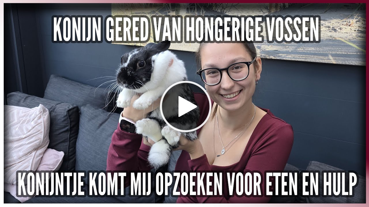 ZO REDDE IK DIT KONIJNTJE IN LUXEMBURG VAN HONGERIGE VOSSEN - REDDINGSACTIE OP VAKANTIE - #551