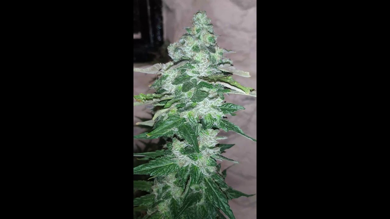 COOKIE WRECK DAY 61