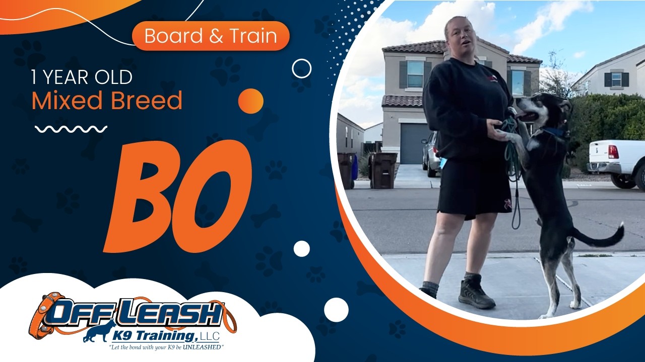 1 yr Mix Breed Bo ~ Best Mixed Breed Trainers ~ Off Leash K9 Training Phoenix