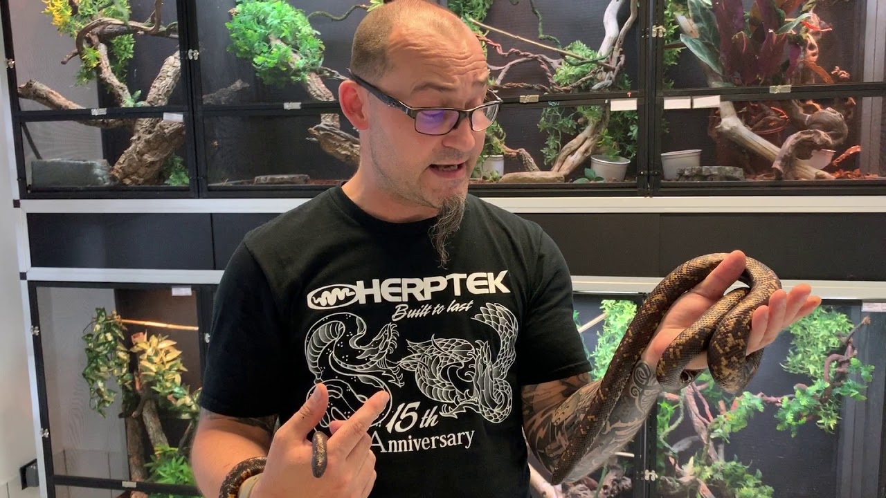 Le python rhinocéros, Calabaria reinhardtii !