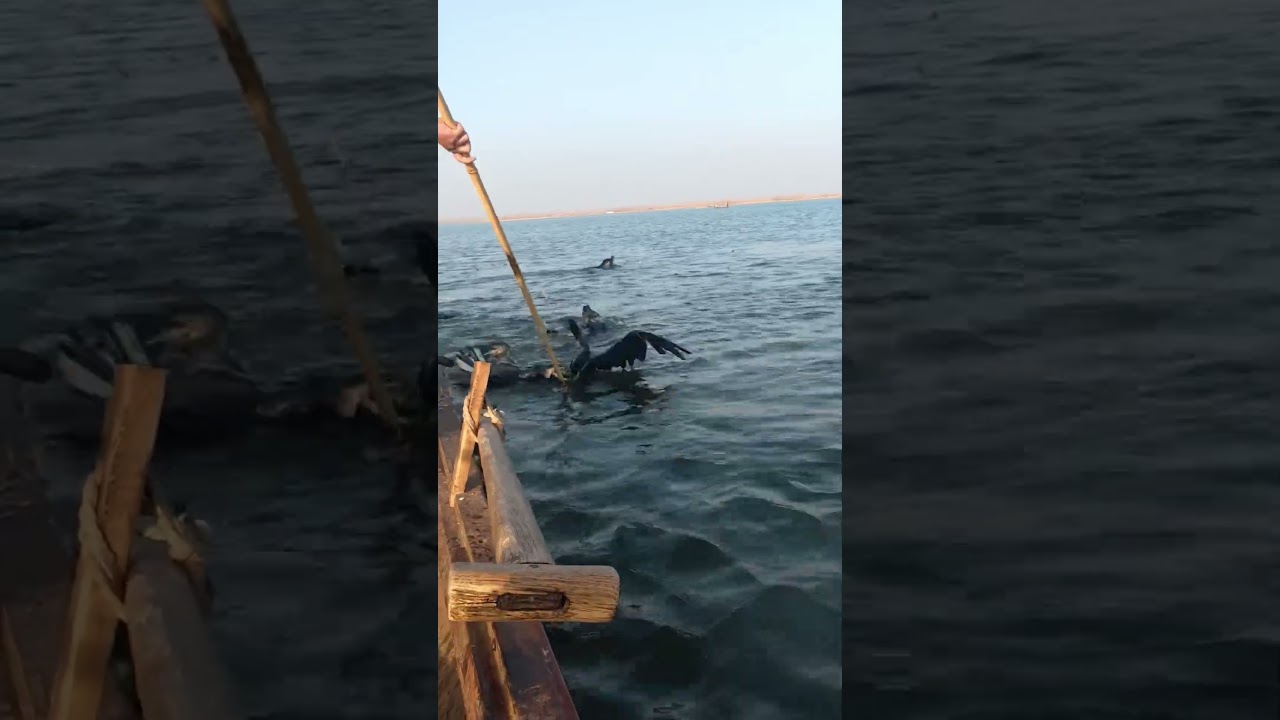 Birds are too much exiting for catching fish.#birdfishing #boatfishing