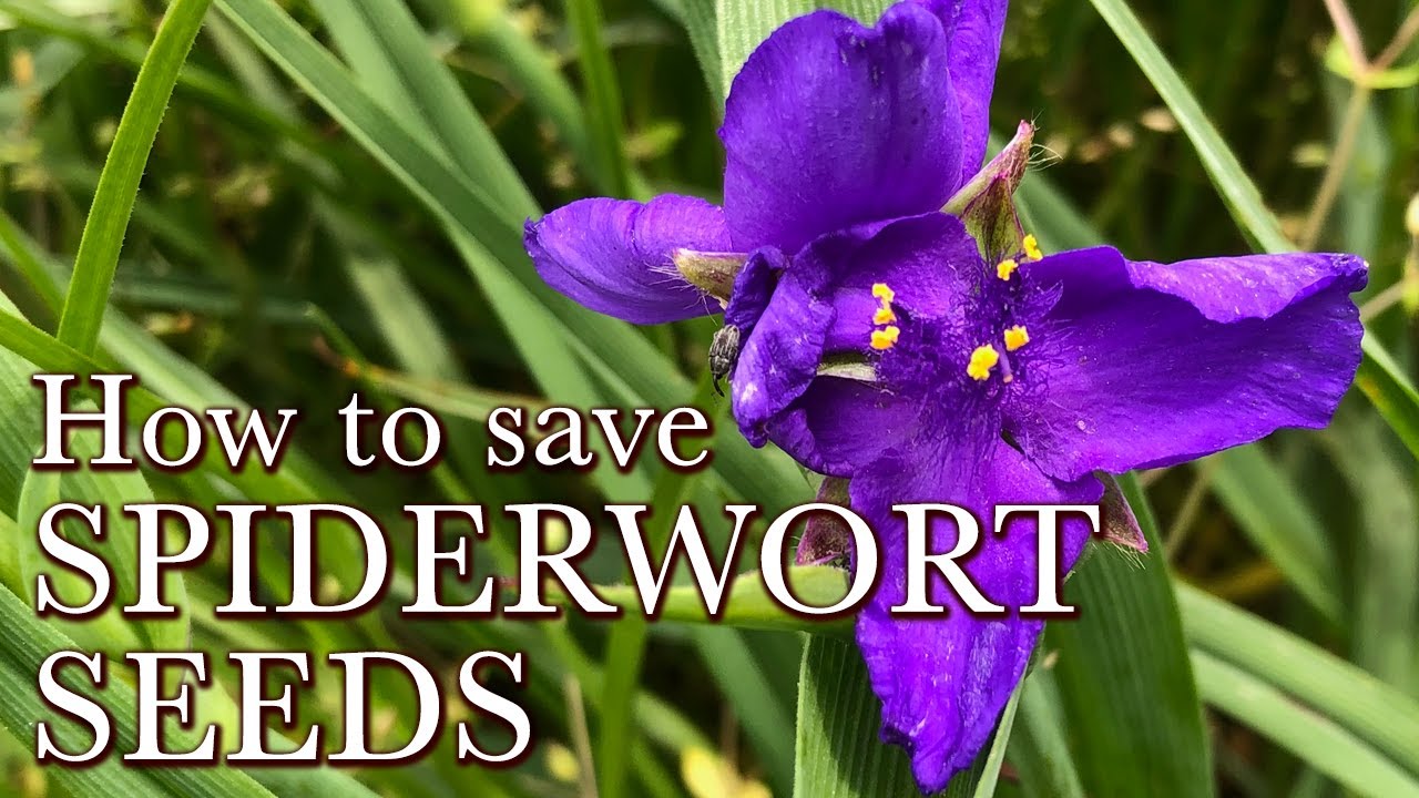 How to Save Spiderwort Seeds - Perennial Flower Seeds to Collect - Virginia & Ohio Spiderwort