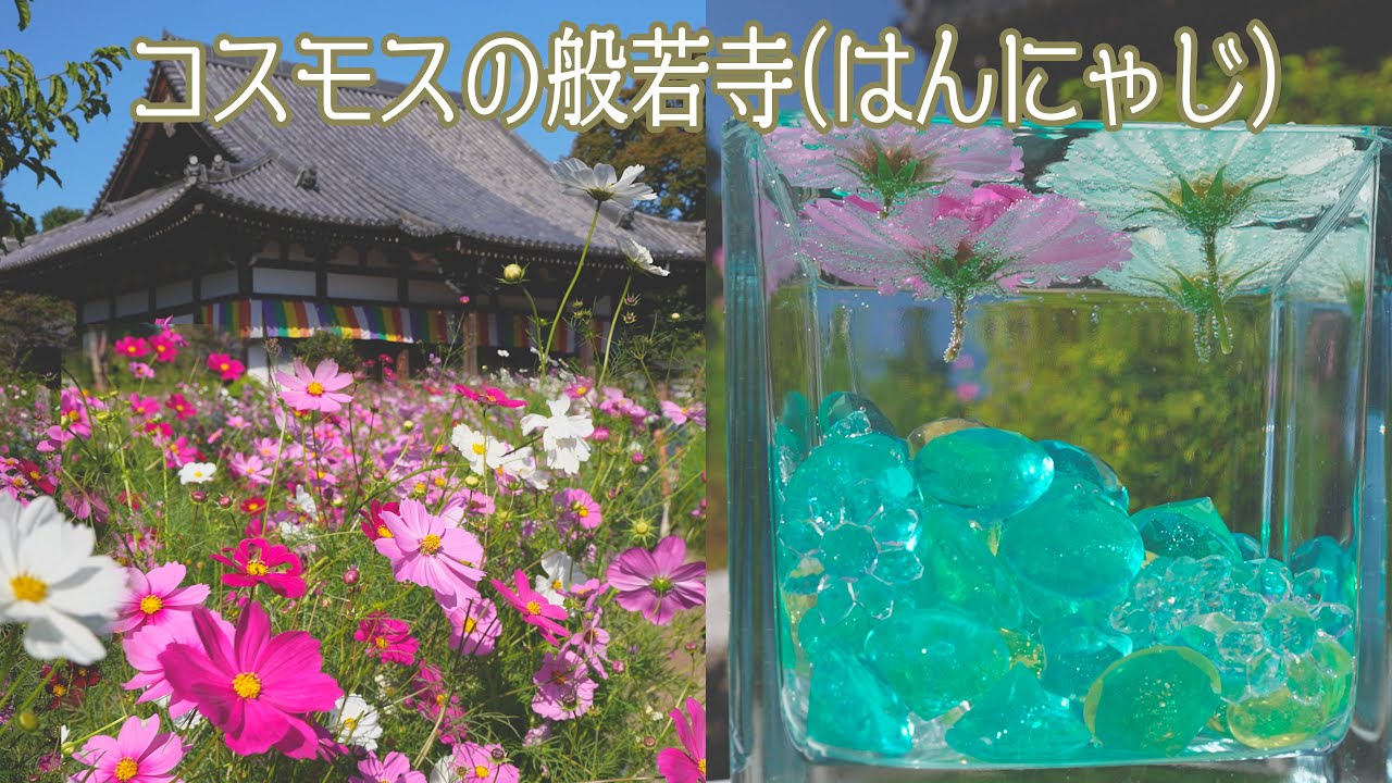 【般若寺コスモス　奈良県奈良市 】Hannya-ji (Temple), Nara City, Nara Prefecture